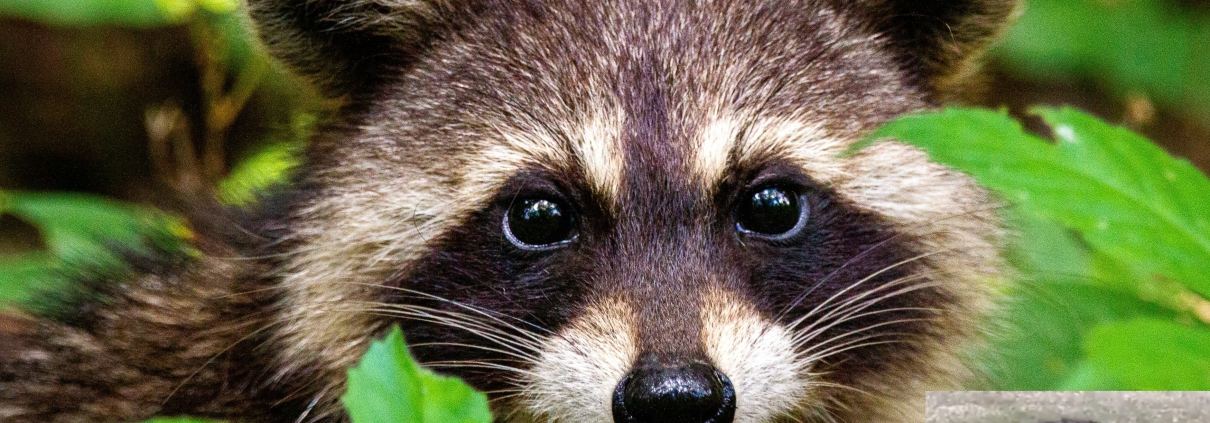 Close-up of a raccoon peering through green forest foliage, with distinctive black facial markings and alert eyes. A small inset image shows Jimothy the raccoon walking across grassy ground.