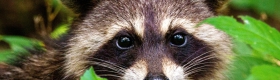 Close-up of a raccoon peering through green forest foliage, with distinctive black facial markings and alert eyes. A small inset image shows Jimothy the raccoon walking across grassy ground.