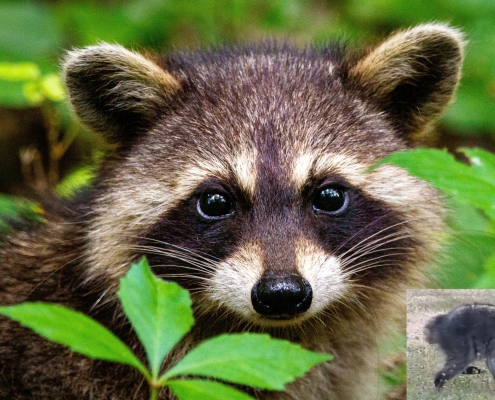 Close-up of a raccoon peering through green forest foliage, with distinctive black facial markings and alert eyes. A small inset image shows Jimothy the raccoon walking across grassy ground.