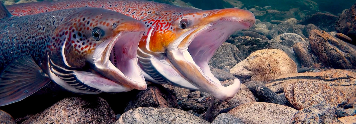 Two salmon swim with their mouths open over grey rocks.