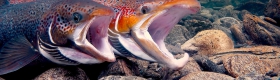 Two salmon swim with their mouths open over grey rocks.