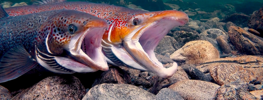 Two salmon swim with their mouths open over grey rocks.