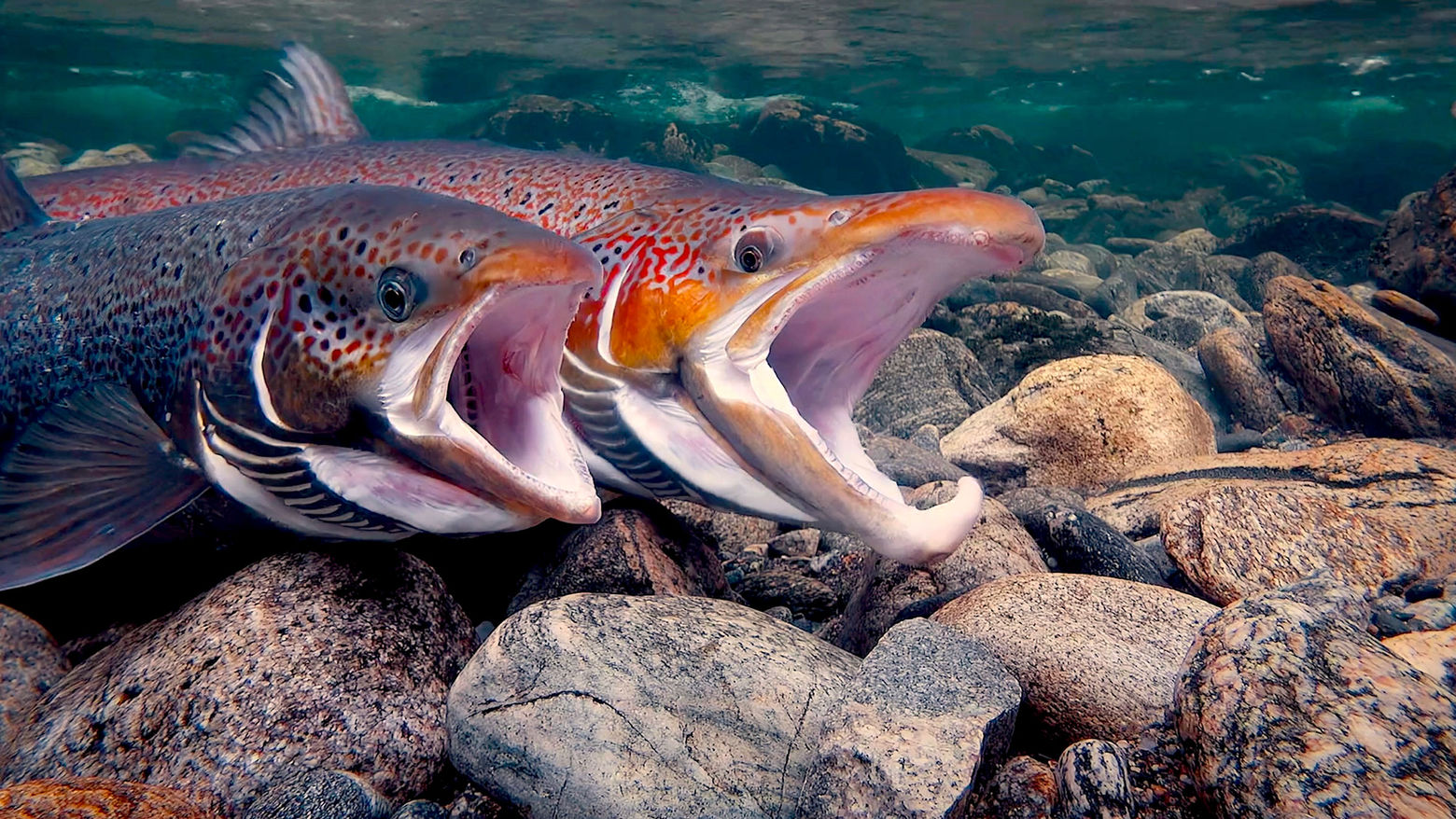 Film Screening + Panel - "Superfish: Salmon" co-hosted by the Rothman Family Institute for Food Studies